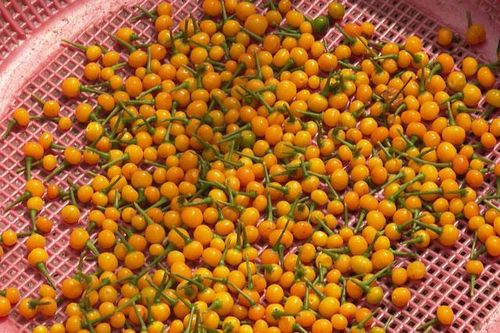 CLIP: Loại ớt đắt nhất thế giới được người Việt đem tặng miễn phí