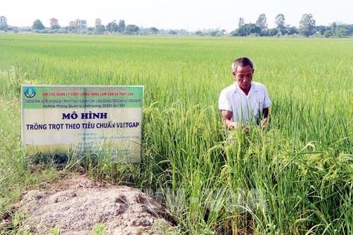 Tp. Hồ Chí Minh: Đưa khu vực kinh tế tập thể tăng 7%/năm