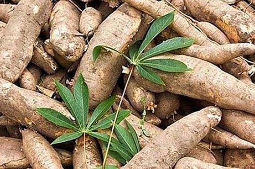 Xuất khẩu sắn 4 tháng đầu năm: Tăng cả lượng và giá trị