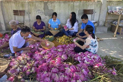Phát huy thế mạnh từ Sen ở quê Bác
