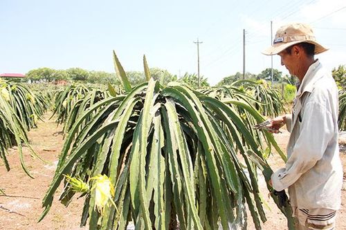 Xây dựng nông thôn mới gắn với đô thị hóa