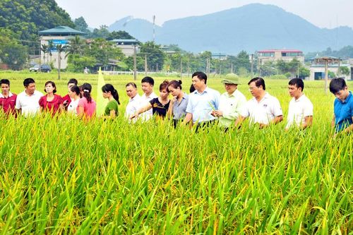 Nâng cao hiệu quả hoạt động khoa học và công nghệ trên địa bàn tỉnh