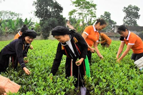 Hưởng ứng 'Ngày Chè thế giới' của Thái Nguyên