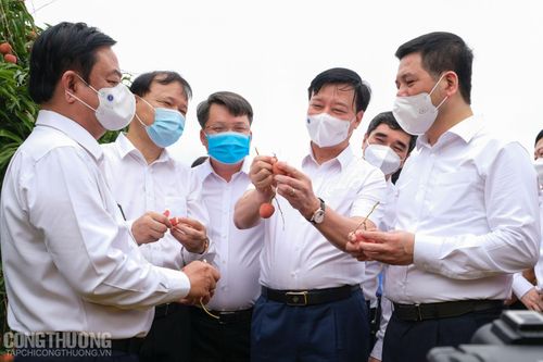Vải thiều Thanh Hà 'ra biển lớn'