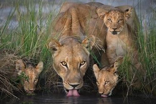 Điểm danh 'New Big 5' của thế giới động vật hoang dã