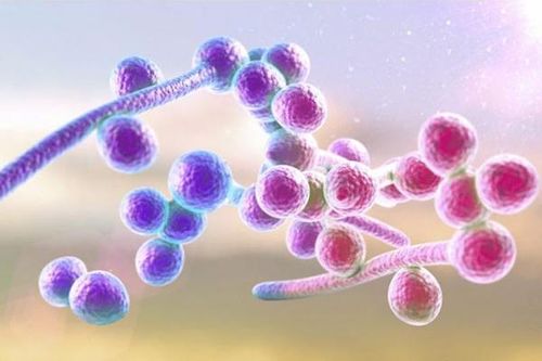 Nhận biết nấm Candida sinh dục