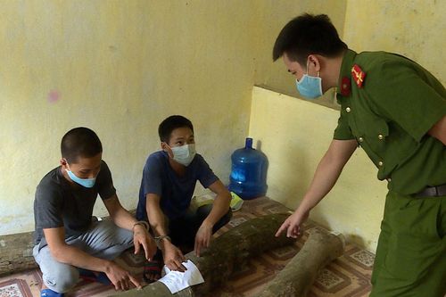 Bắt giữ ổ nhóm chuyên đột nhập cưa trộm cây sưa quý