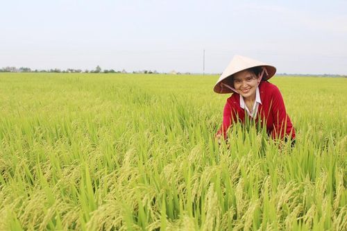 Niềm vui được mùa lúa của nông dân Quảng Trị