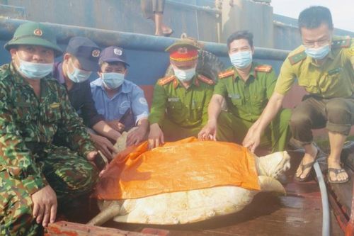 Đưa rùa quý hiếm nặng hơn 80 kg về lại vùng biển Hà Tĩnh
