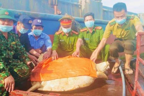 Hà Tĩnh: Thả rùa quý hiếm nặng hơn 80 kg về biển