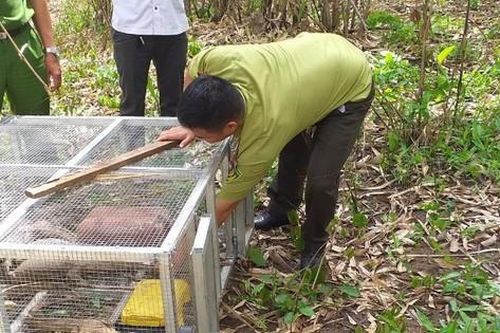 Khởi tố điều tra một hộ dân nuôi, nhốt 17 con kỳ đà vân quý hiếm