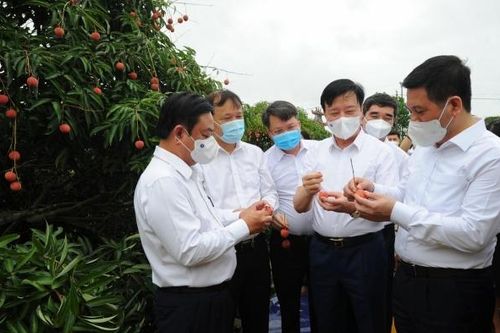 Hải Dương tổ chức lễ mở vườn vải xuất khẩu