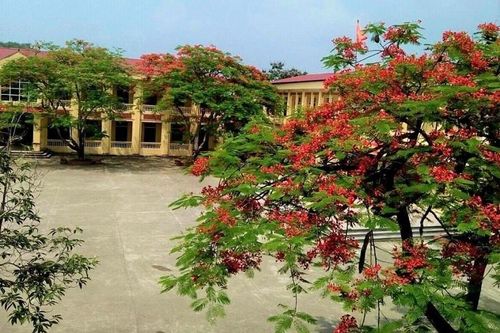 Hoa phượng nở rực rỡ nhưng sân trường vắng bóng học trò