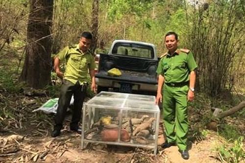 Khởi tố vụ án nuôi nhốt 17 cá thể động vật rừng nguy cấp quý, hiếm