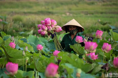 Ngát hương sen trên quê Bác tháng Năm