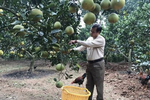 Xây dựng 50 chuỗi liên kết sản xuất, chế biến nông nghiệp chủ lực