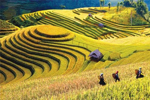 Ruộng bậc thang duy nhất là Di tích quốc gia đặc biệt của Việt Nam