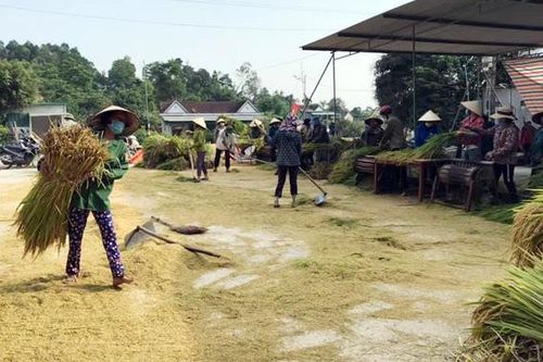 Chị em chung tay gặt lúa giúp gia đình hội viên khó khăn ở Nghệ An