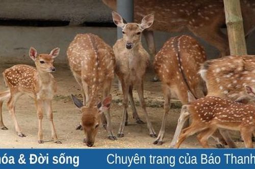 Nuôi hươu: Một gợi ý cho phát triển kinh tế hộ ở miền núi
