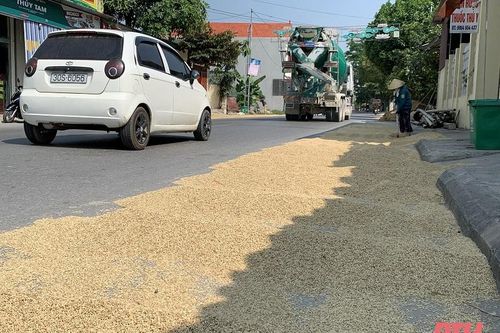 Tiềm ẩn nguy cơ mất an toàn giao thông từ việc phơi lúa trên đường