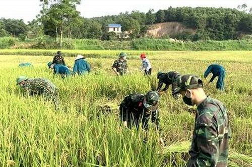 Lực lượng vũ trang và các đoàn thể giúp nhân dân khu cách ly y tế thu hoạch lúa