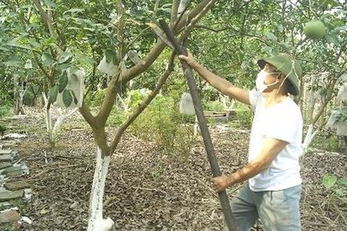 Chủ động ứng phó với thiên tai, bảo vệ sản xuất nông nghiệp