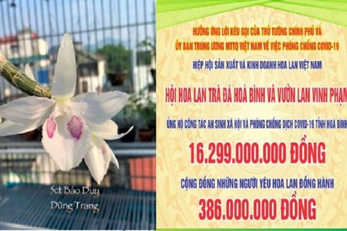 Hòa Bình: Đấu giá thành công 01 Kie lan đột biến Bảo Duy thu hơn 16 tỷ gây quỹ từ thiện