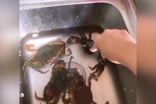 Người đẹp trả giá khi trêu chọc lũ cua