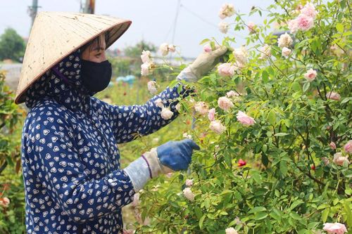 Vùng quê sạch đẹp từ nghề trồng hoa, cây cảnh