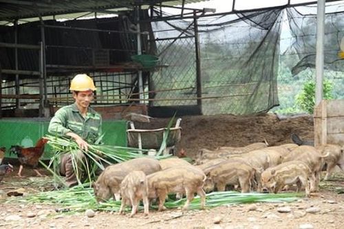 Nuôi lợn sọc dưa