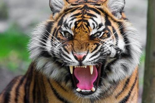 Hổ Bengal vồ chết nhân viên sở thú ở Ấn Độ
