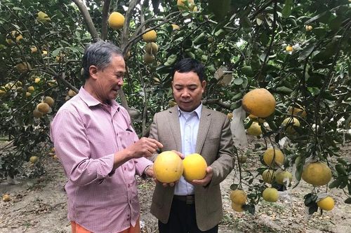 Để trái cây Thủ đô không bị lép vế