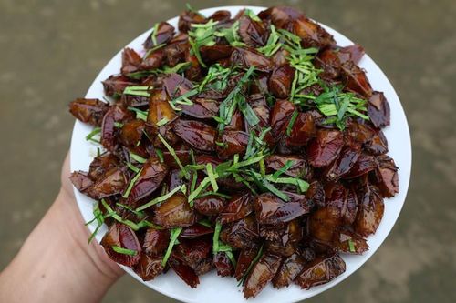 Kinh dị món đặc sản từ loài côn trùng vừa hôi vừa có thể gây mù lòa