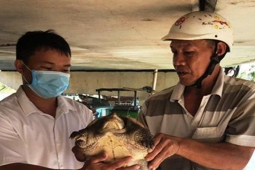 Ngư dân Bình Định bắt được rùa cá sấu trên đầm Thị Nại