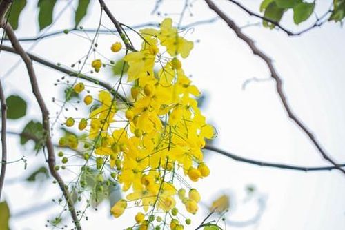 Muồng hoàng yến vàng rực quanh hồ Tây