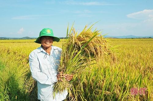 Nhiều giống lúa mới khẳng định năng suất vượt trội ở huyện miền núi Hà Tĩnh