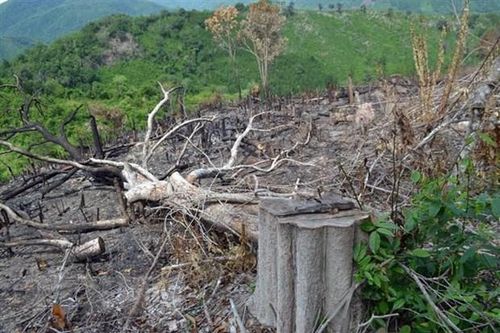 Vụ phá rừng giáp ranh ở Phú Yên: Khởi tố, bắt thêm 5 đối tượng