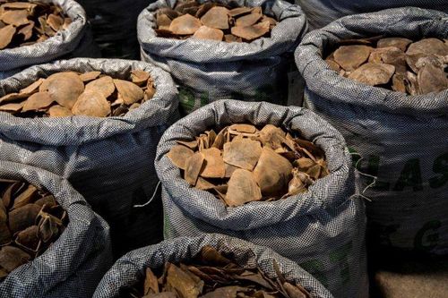Thu giữ 984 kg vảy tê tê cây bụng trắng