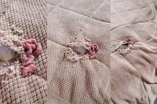 Đi du lịch về, người phụ nữ 'hết hồn' khi thấy thứ này trên giường ngủ