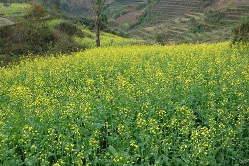 Mùa vàng hoa cải tuyệt đẹp trên danh thắng ruộng bậc thang Mù Cang Chải