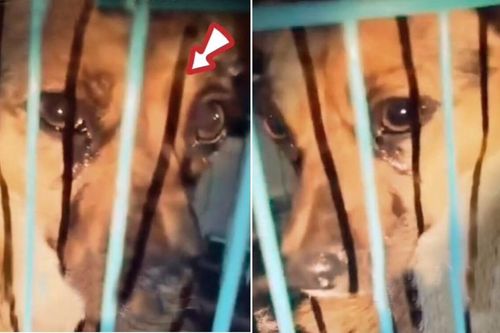Xôn xao chú chó khóc nức nở được giải cứu lúc sắp lên lò mổ