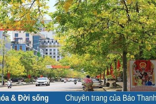 TP Thanh Hóa: Muồng hoàng yến nhuộm vàng góc phố Phan Chu Trinh