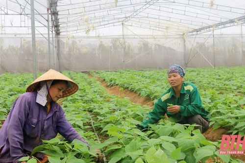 Đa dạng cây trồng trong nhà lưới