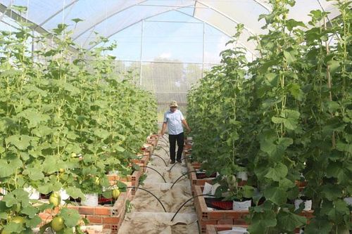 Khởi sắc ở Trại Thực nghiệm giống cây trồng Suối Dầu