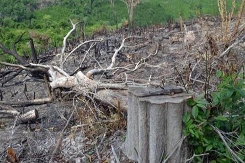 Vụ phá rừng giáp ranh ở Phú Yên: Khởi tố, bắt thêm 5 đối tượng