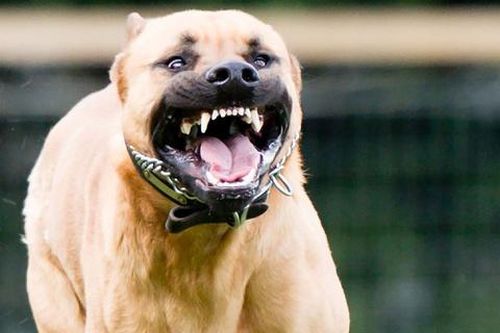 Đi uống cà phê, người đàn ông bị chó pitbull cắn chết