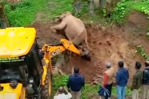 Cần cẩu giải cứu voi kẹt dưới hố cát ở Ấn Độ