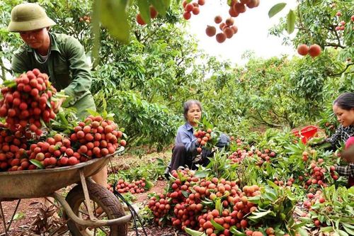Bắc Giang: Dồn lực bảo vệ vùng vải thiều