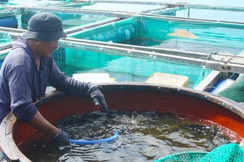 Quảng Ngãi xây dựng chương trình phát triển thủy sản bền vững