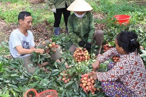 Đối phó diễn biến dịch Covid-19: Bắc Giang kiến nghị 'giải cứu' nông sản, hỗ trợ giáo viên